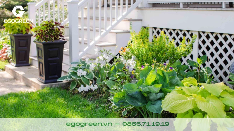 10 cây xanh dễ chăm sóc nhất trong sân vườn